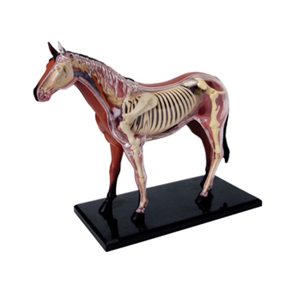 نموذج تشريح الجهاز الحيواني 4D - مراجعة Science Toys وسعره