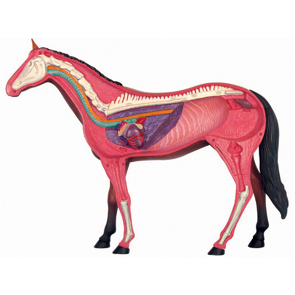 نموذج تشريح الجهاز الحيواني 4D - مراجعة Science Toys وسعره