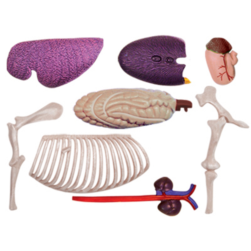 نموذج تشريح الجهاز الحيواني 4D - مراجعة Science Toys وسعره